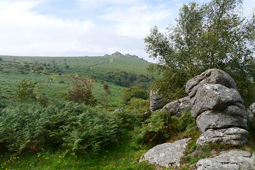 Granite rocks, bracken and moorland on Dartmoor