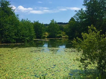 One of the lakes, covered in lily pads and ringed by trees