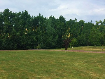 Open mown grass edged by a belt of tall trees
