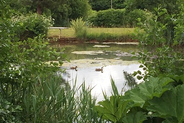 Ducks on the pond, seen through waterside plants